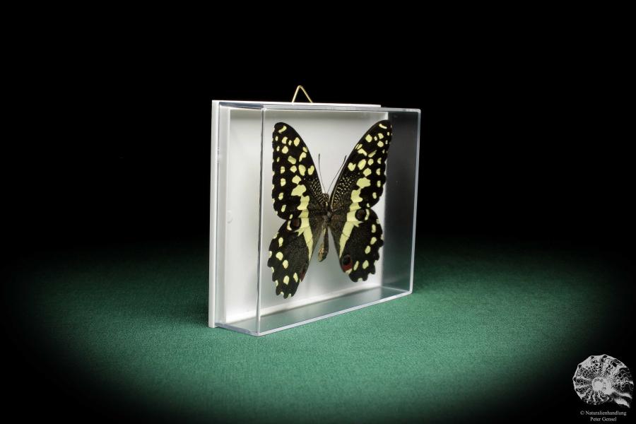 Papilio demodocus (5331) a butterfly from Africa | Taxidermy | Butterflies