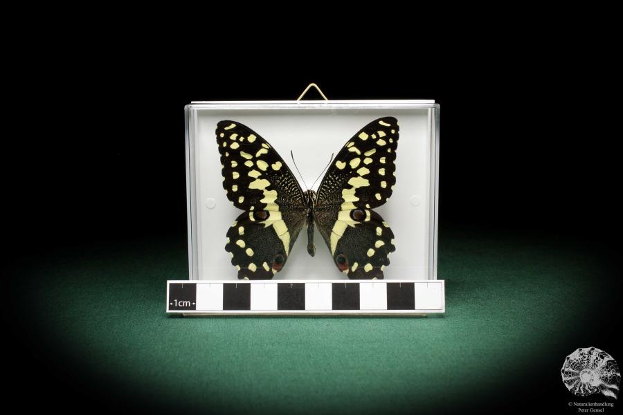 Papilio demodocus (5331) a butterfly from Africa | Taxidermy | Butterflies