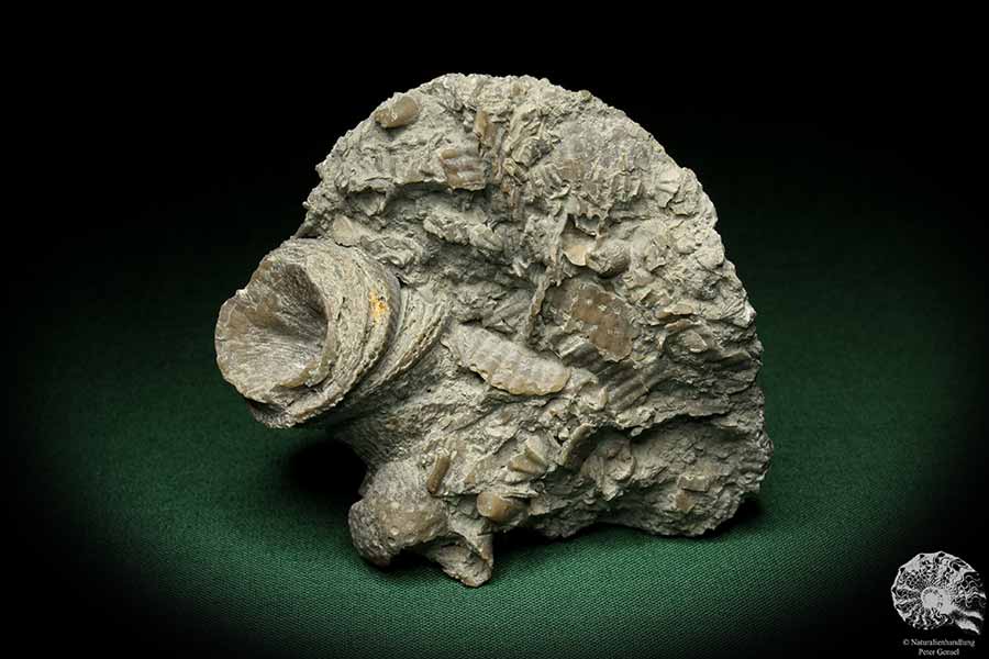 Cystiphyllum tenue (5477) a coral from Sweden | Fossils | Corals