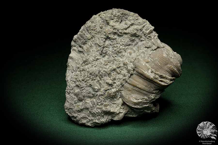 Cystiphyllum tenue (5477) eine Koralle aus Schweden | Fossilien | Korallen