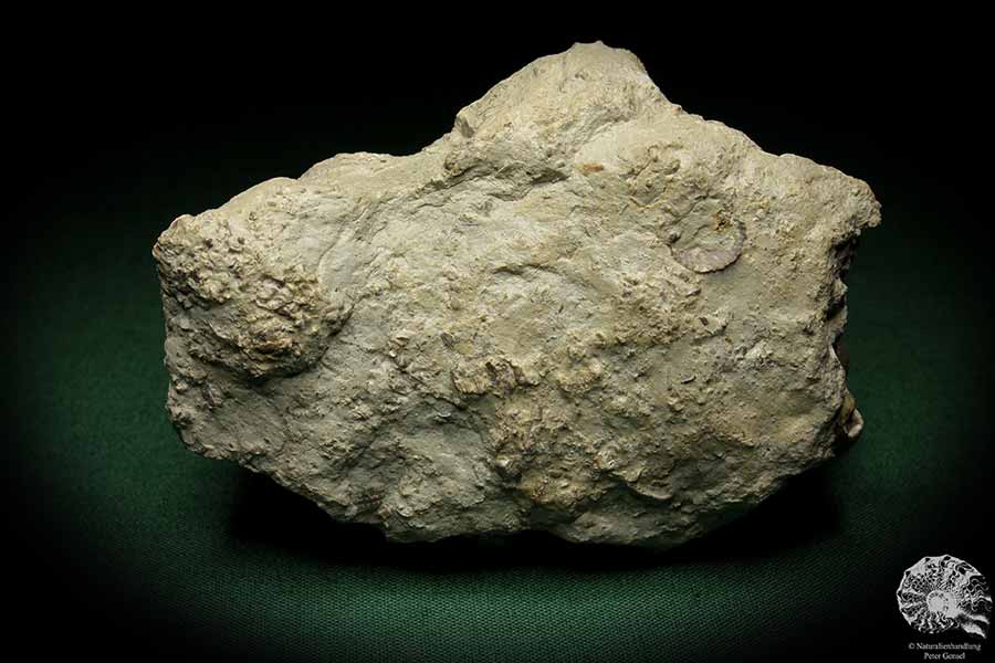 Dalmanophyllum spec. (5482) a coral from Sweden | Fossils | Corals