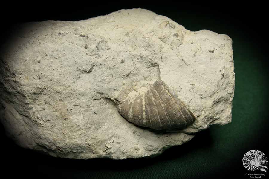 Dalmanophyllum spec. (5484) a coral from Sweden | Fossils | Corals