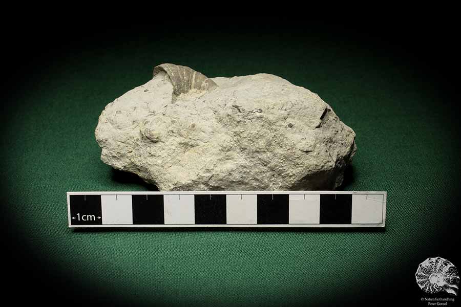 Dalmanophyllum spec. (5484) a coral from Sweden | Fossils | Corals