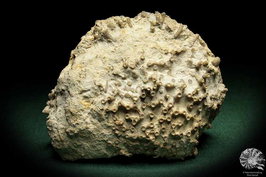 Syringopora spec. (5500) a coral from Sweden | Fossils | Corals