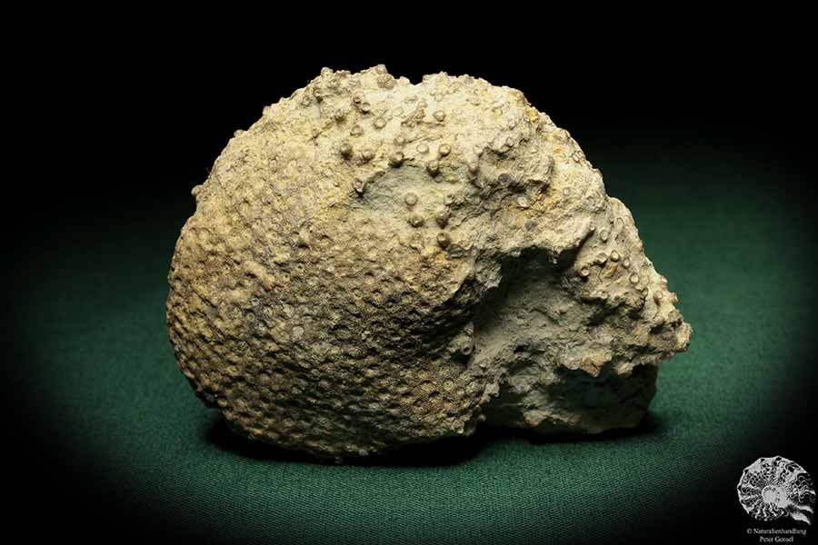 Syringopora spec. (5500) a coral from Sweden | Fossils | Corals