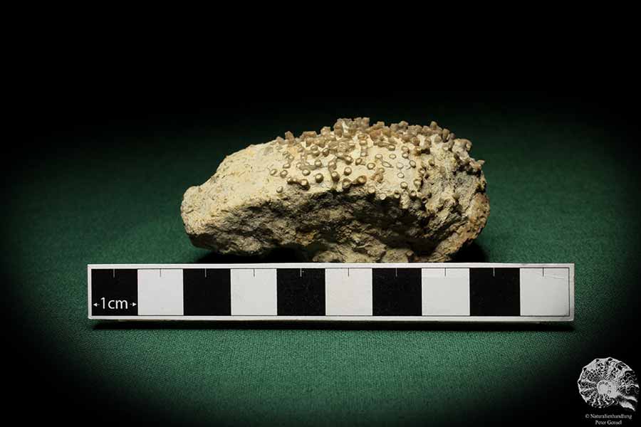 Syringopora spec. (5500) a coral from Sweden | Fossils | Corals