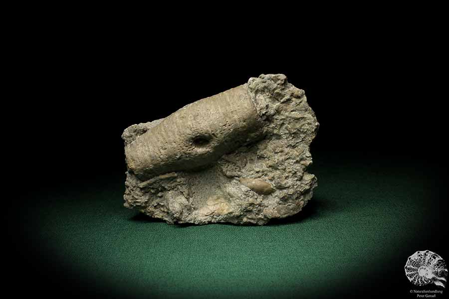 Crinoidea ssp. (5501) a echinoderm from Sweden | Fossils | Echinoderms