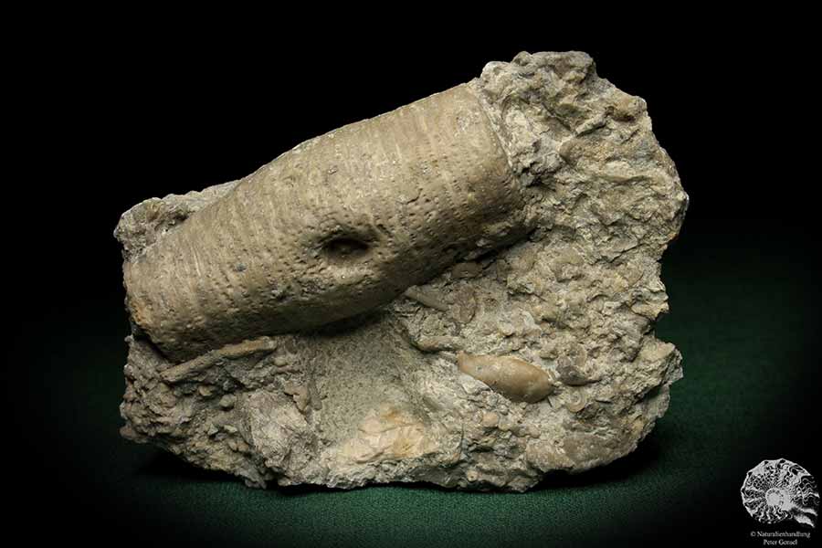 Crinoidea ssp. (5501) ein Stachelhäuter aus Schweden | Fossilien | Stachelhäuter