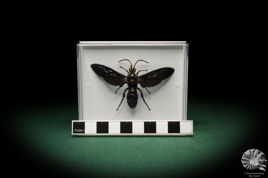 Megascolia procer (5617) a insect from Southeast Asia | Taxidermy | Other Insects