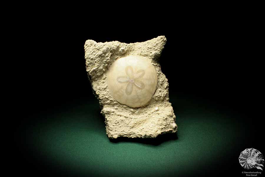 Scutella faujasi (5916) a echinoderm from France | Fossils | Echinoderms