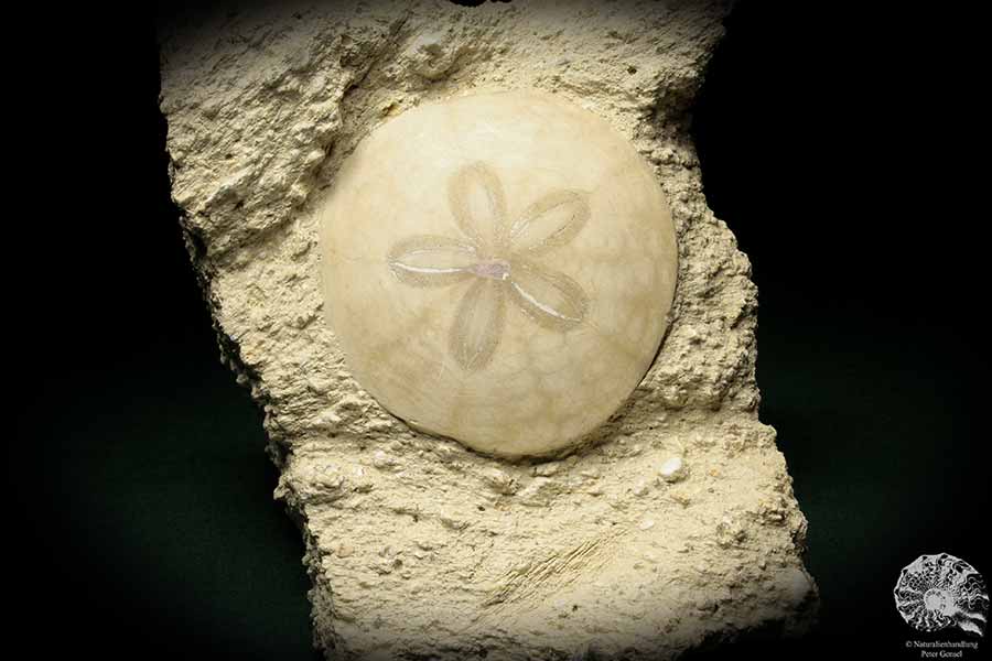 Scutella faujasi (5916) a echinoderm from France | Fossils | Echinoderms