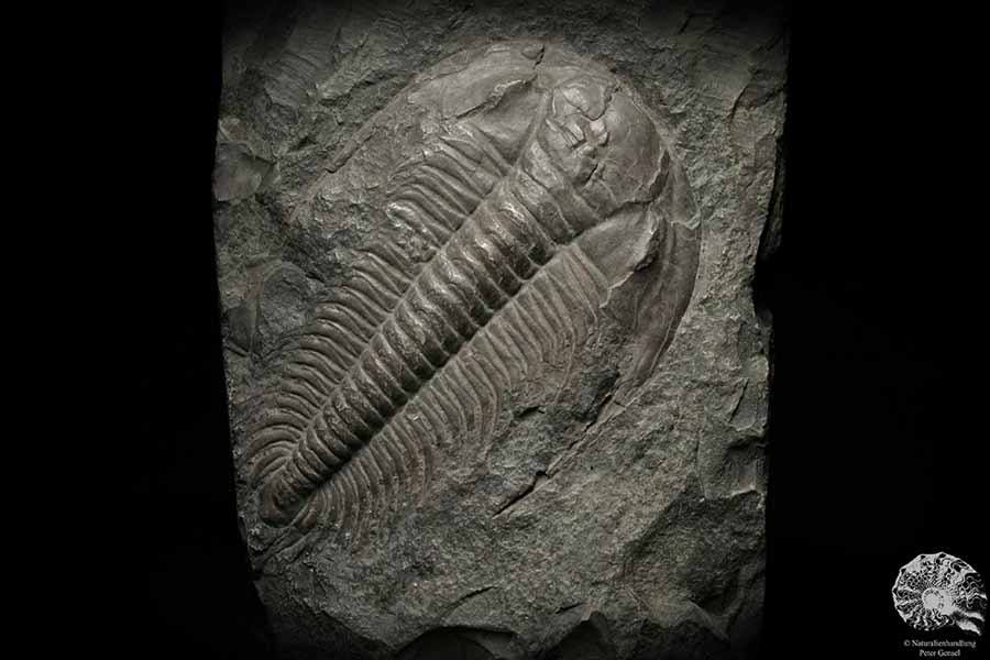 Paradoxides spec. (6644) ein Replikat aus Tschechien | Fossilien | Replikate