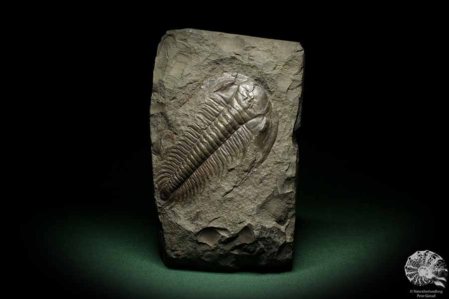 Paradoxides spec. (6645) ein Replikat aus Tschechien | Fossilien | Replikate