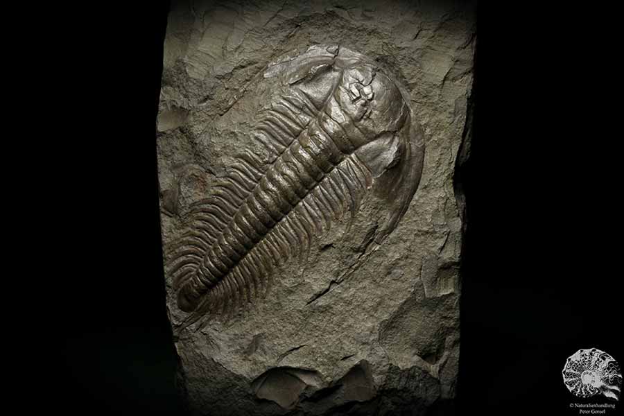 Paradoxides spec. (6645) ein Replikat aus Tschechien | Fossilien | Replikate