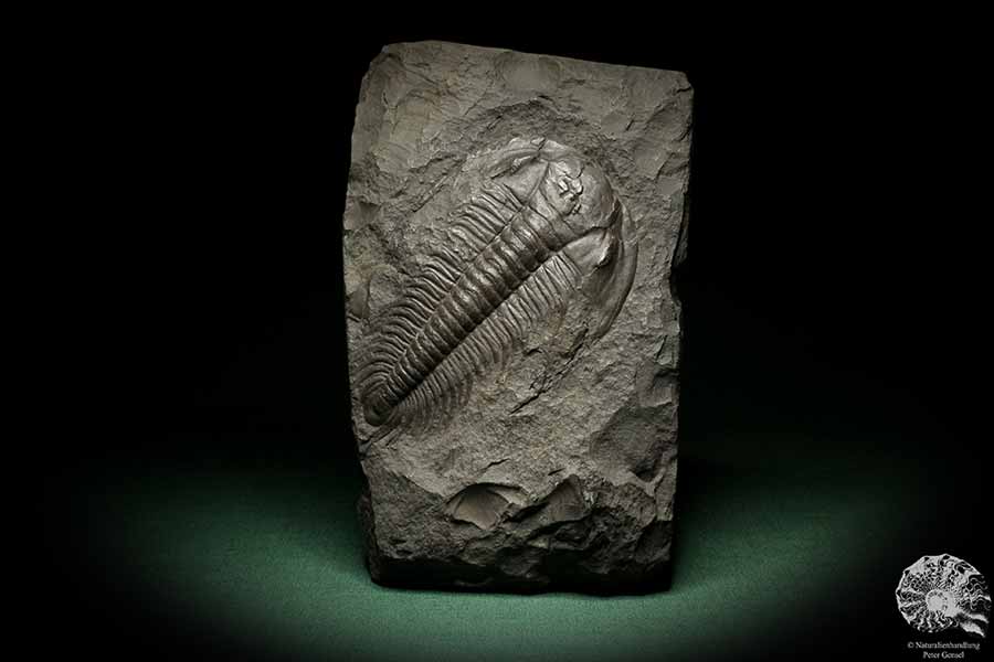 Paradoxides spec. (6646) ein Replikat aus Tschechien | Fossilien | Replikate