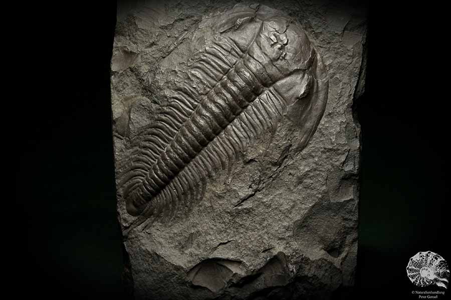 Paradoxides spec. (6646) ein Replikat aus Tschechien | Fossilien | Replikate