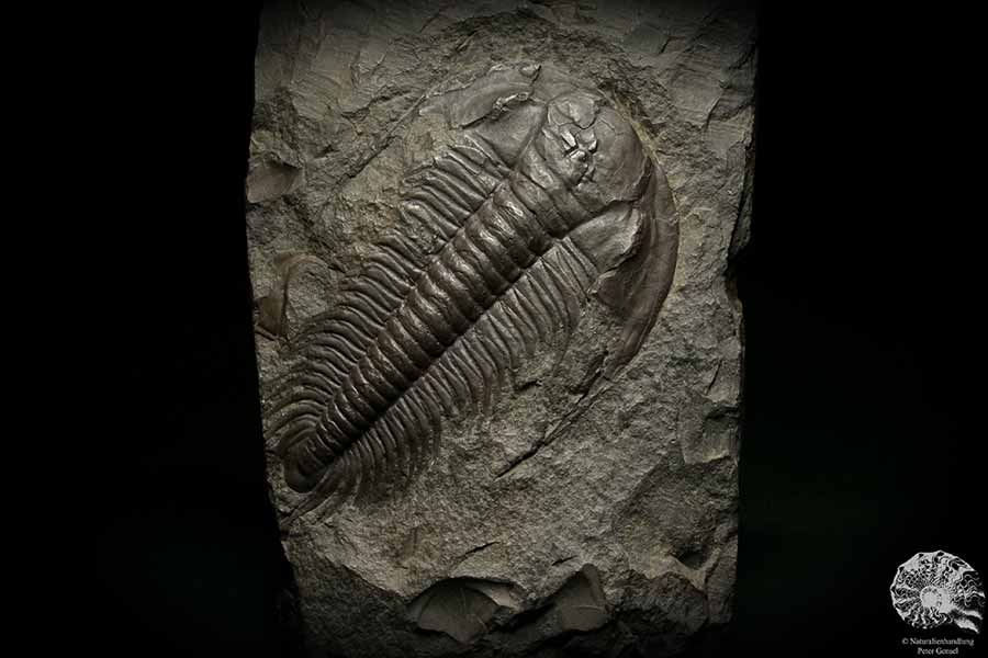 Paradoxides spec. (6647) ein Replikat aus Tschechien | Fossilien | Replikate