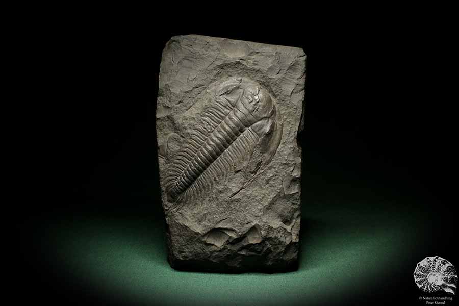 Paradoxides spec. (6648) a replica from Czech Republic | Fossils | Replicas