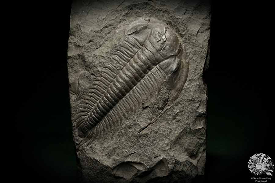 Paradoxides spec. (6648) a replica from Czech Republic | Fossils | Replicas