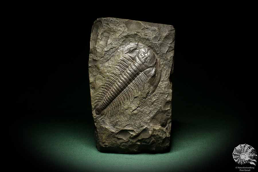 Paradoxides spec. (6650) a replica from Czech Republic | Fossils | Replicas