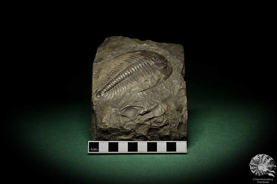 Paradoxides spec. (6650) ein Replikat aus Tschechien | Fossilien | Replikate