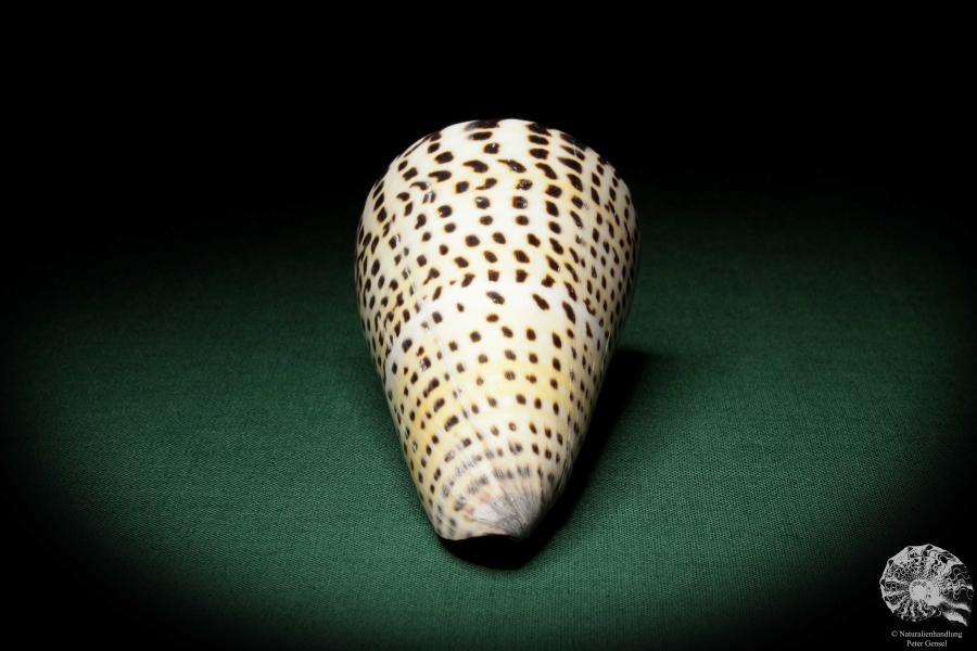 Conus litteratus (6690) a snail from Philippines | Conchylia | Snails