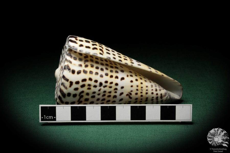 Conus litteratus (6690) a snail from Philippines | Conchylia | Snails