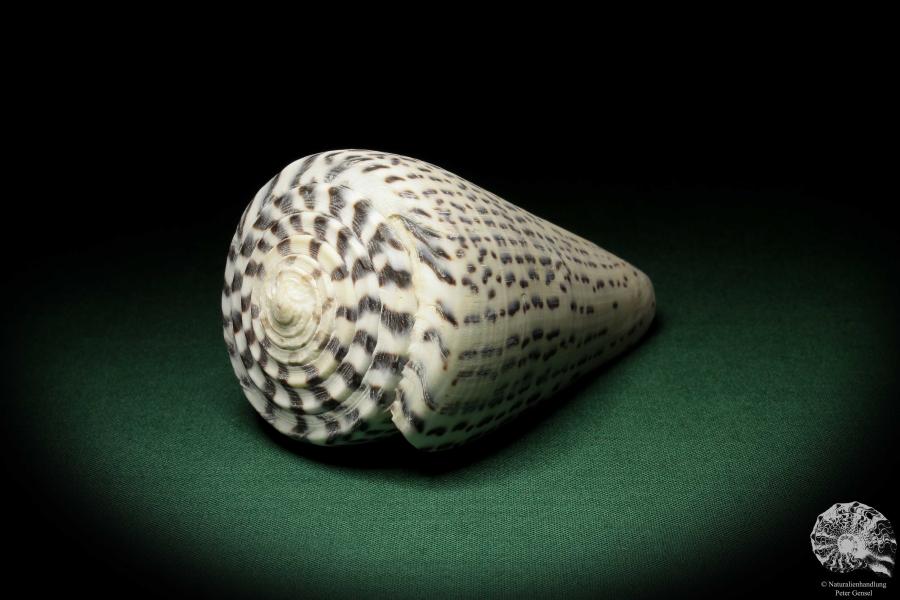 Conus leopardus (6703) a snail from Philippines | Conchylia | Snails