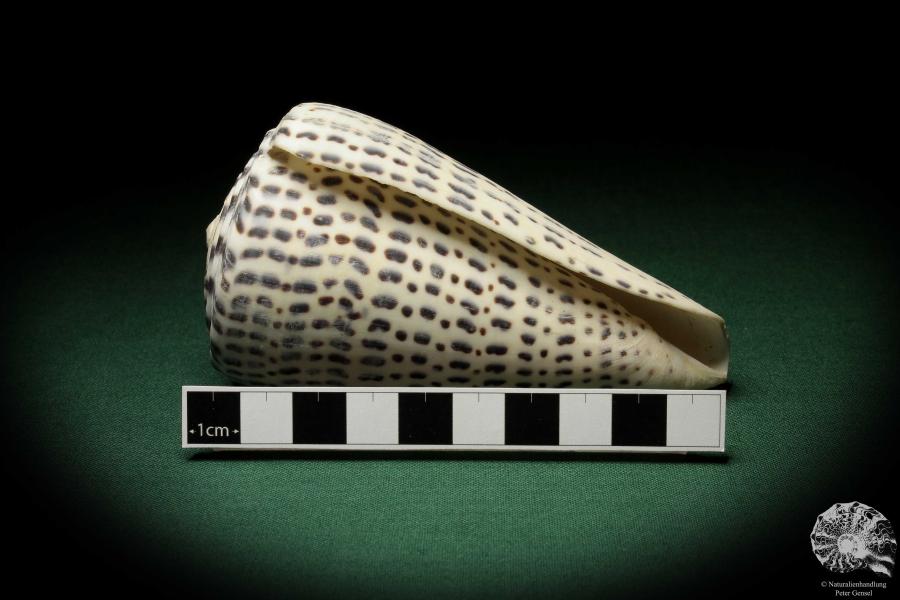 Conus leopardus (6703) a snail from Philippines | Conchylia | Snails