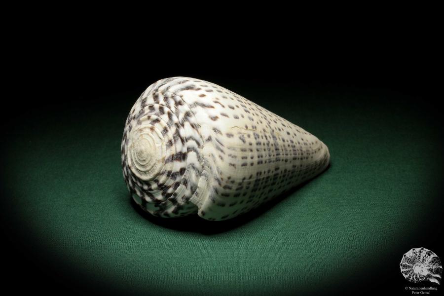 Conus leopardus (6707) a snail from Philippines | Conchylia | Snails