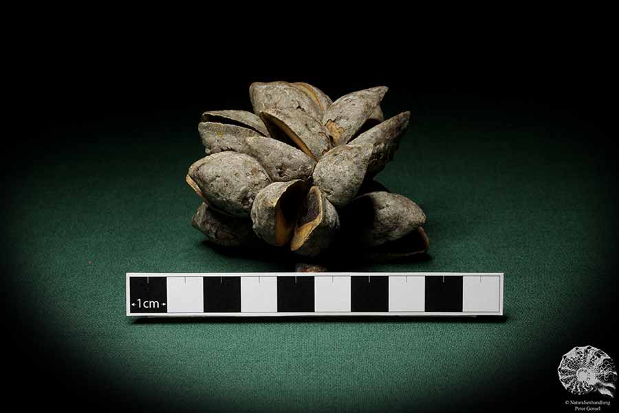 Hakea laurina (6734) a dried fruit from Southwest Australia | Dried fruit