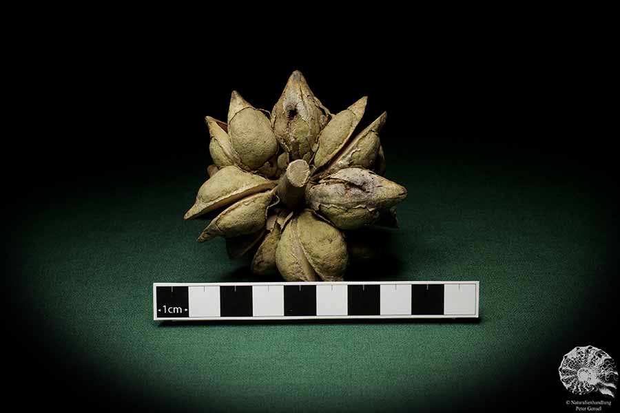 Hakea laurina (6746) a dried fruit from Southwest Australia | Dried fruit