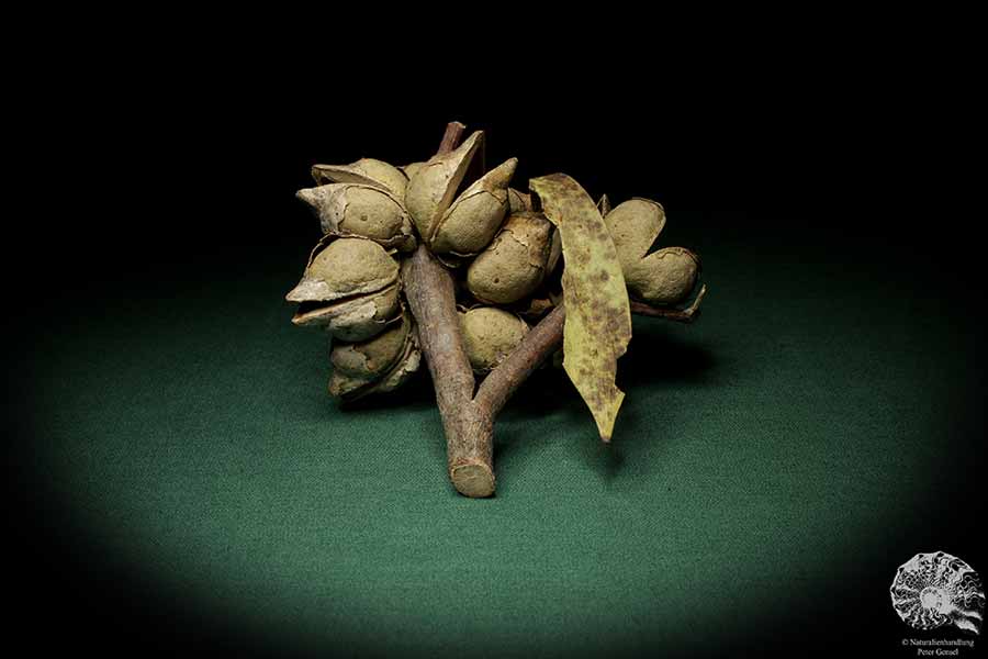 Hakea laurina (6747) a dried fruit from Southwest Australia | Dried fruit