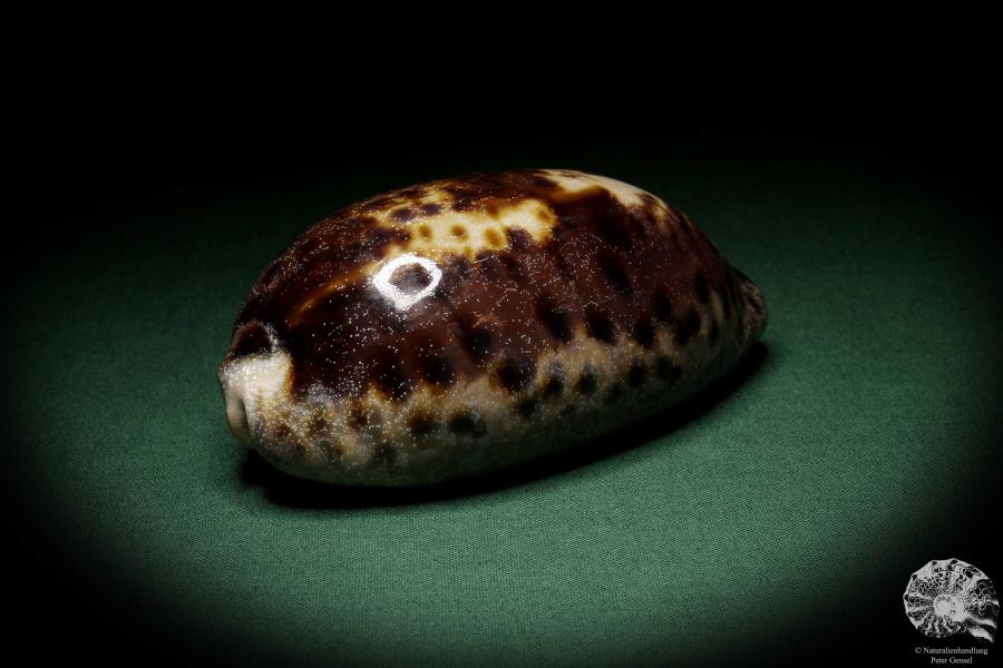 Chelycypraea testudinaria (6862) a snail from Philippines | Conchylia | Snails