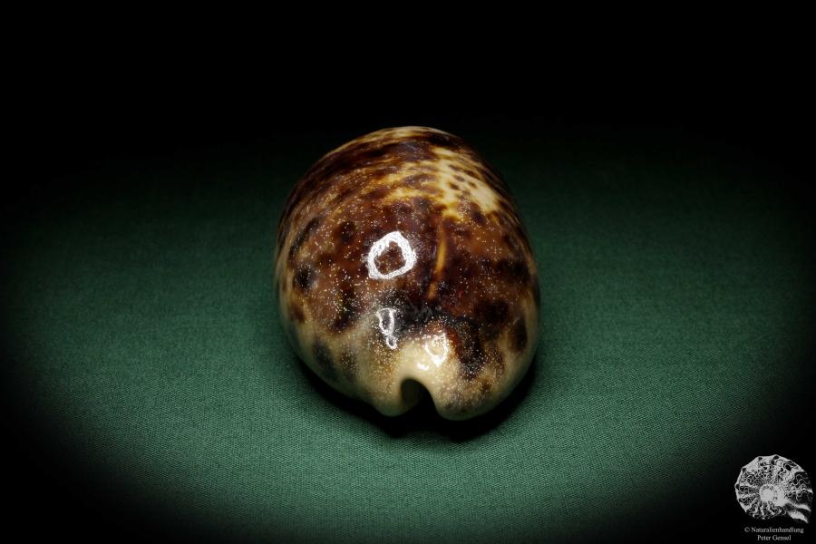 Chelycypraea testudinaria (6868) a snail from Philippines | Conchylia | Snails