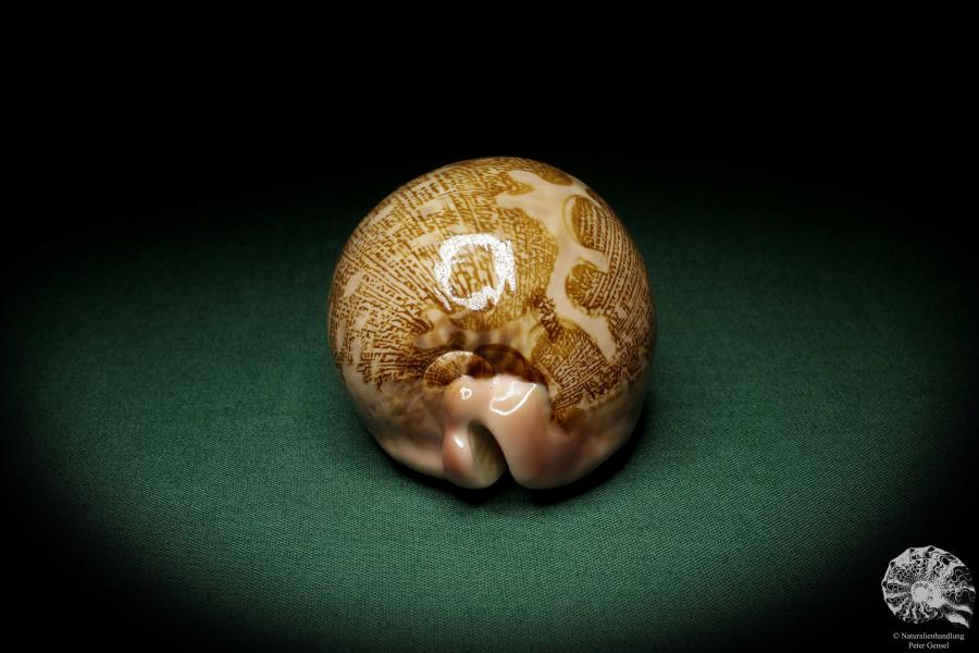 Leporicypraea mappa (6880) a snail from Philippines | Conchylia | Snails