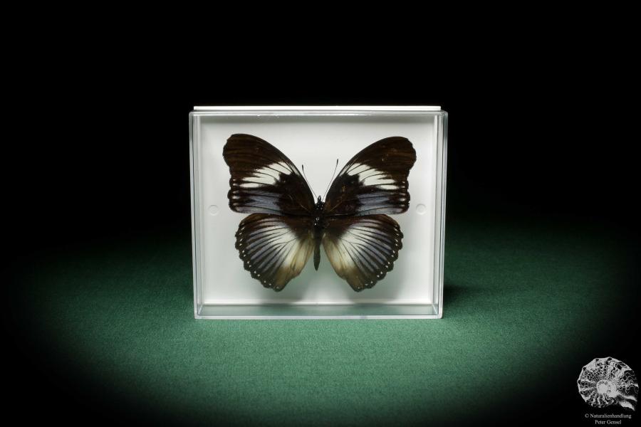 Hypolimnas monteironis (7109) a butterfly from Africa | Taxidermy | Butterflies