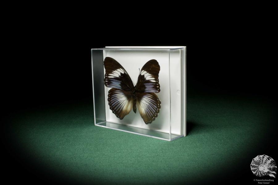 Hypolimnas monteironis (7109) a butterfly from Africa | Taxidermy | Butterflies