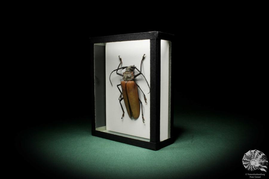 Enoplocerus armillatus (7158) a beetle from South America | Taxidermy | Beetles