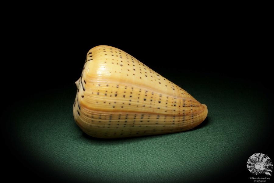 Conus betulinus (7660) a snail from Philippines | Conchylia | Snails