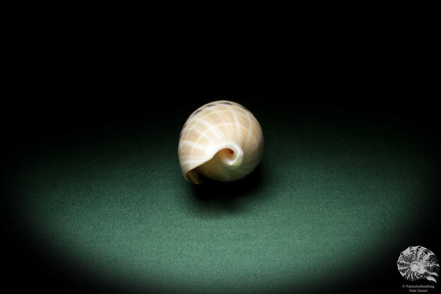 Oxymeris maculata (7758) a snail from Philippines | Conchylia | Snails