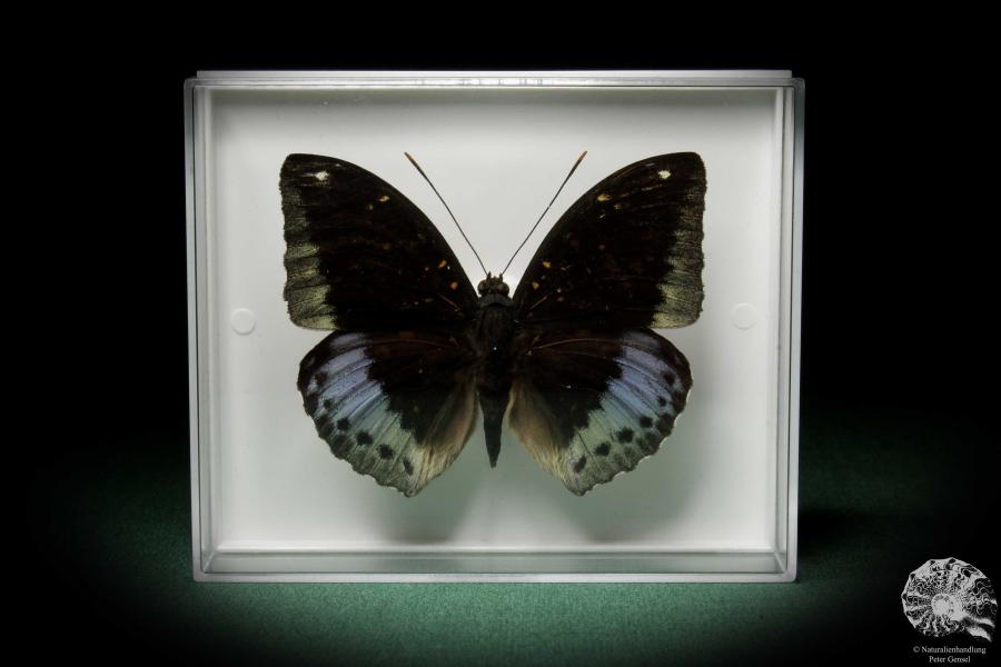 Euthalia dirtea pardalis (7813) a butterfly from Southeast Asia | Taxidermy | Butterflies