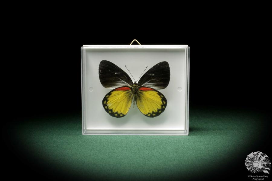 Delias oraia (7831) a butterfly from Indonesia | Taxidermy | Butterflies