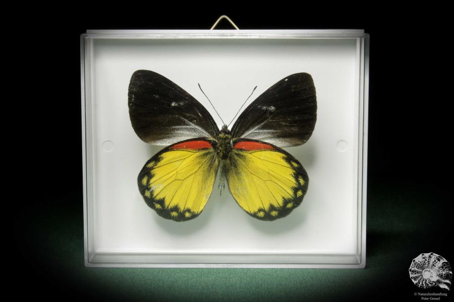 Delias oraia (7831) a butterfly from Indonesia | Taxidermy | Butterflies