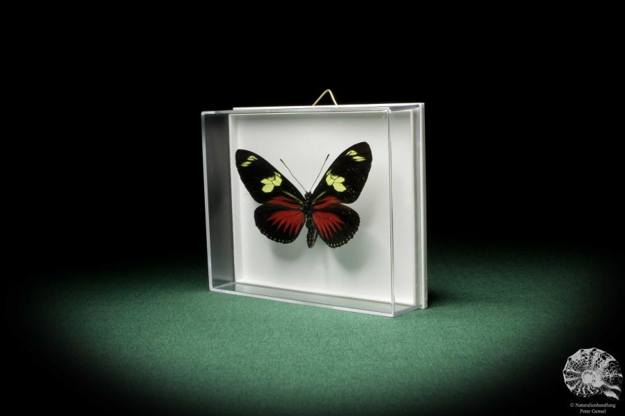 Heliconius doris (7835) a butterfly from South America | Taxidermy | Butterflies