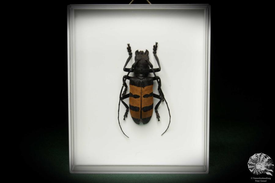 Diastocera trifasciata (7879) a beetle from West Africa | Taxidermy | Beetles