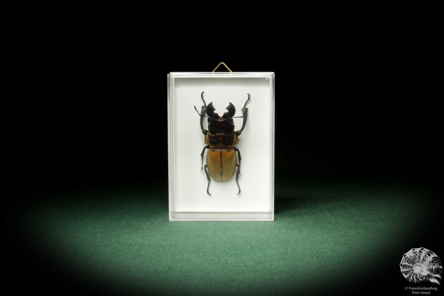 Odontolabis brookeana (7888) a beetle from West Sumatra | Taxidermy | Beetles