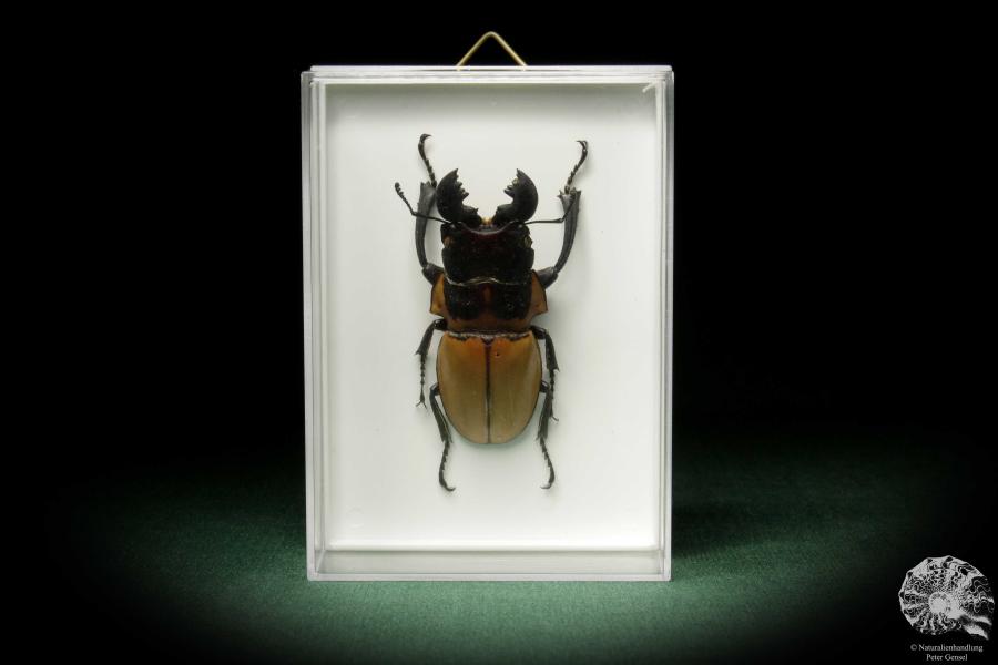 Odontolabis brookeana (7888) a beetle from West Sumatra | Taxidermy | Beetles