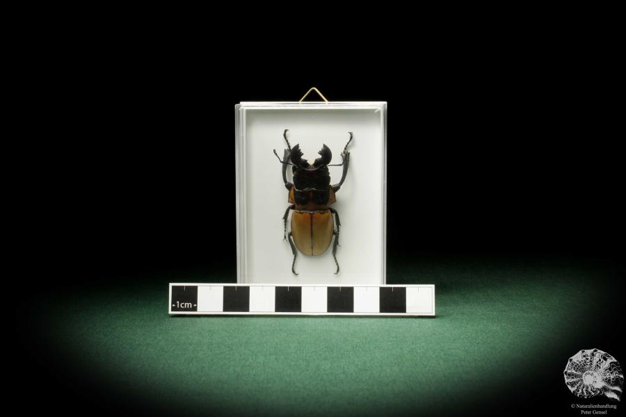 Odontolabis brookeana (7888) a beetle from West Sumatra | Taxidermy | Beetles