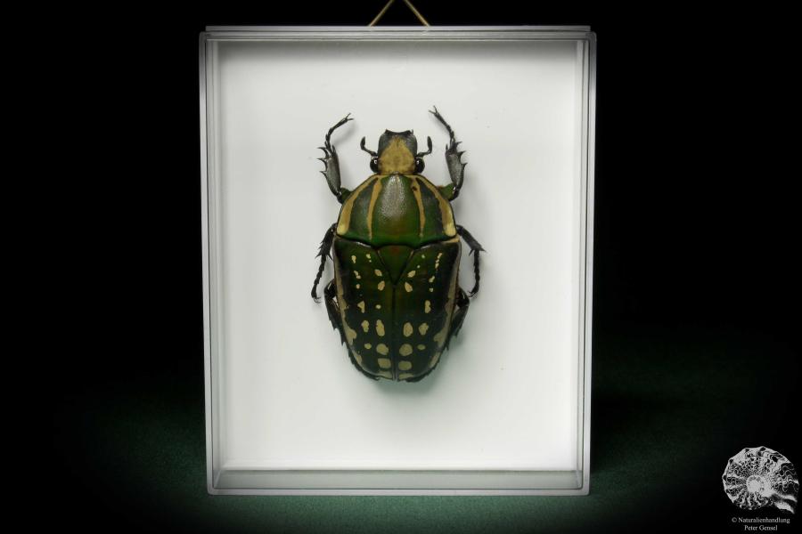 Mecynorhina polyphemus (7925) a beetle from Africa | Taxidermy | Beetles